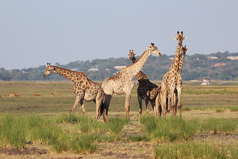 File:Giraffes in Chobe National Park 03.jpg