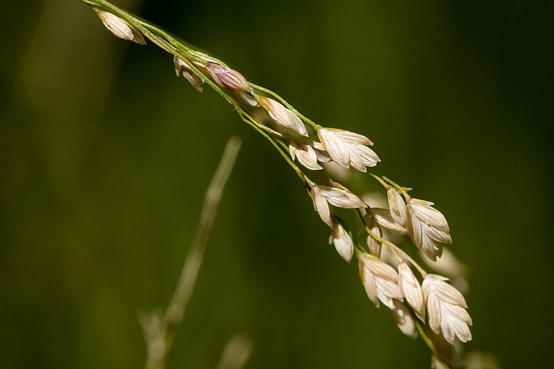 File:Glyceria striata - Flickr - aspidoscelis (1).jpg