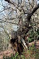 Gnarled oak tree (Quercus) in The Valley Gardens, Windsor Great Park