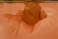 Goldfish with swim bladder disease.JPG