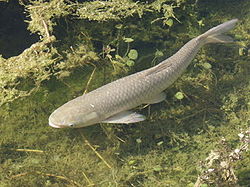 Baltais amūrs (Ctenopharyngodon idella)