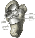 Thumbnail for Talocalcaneonavicular joint