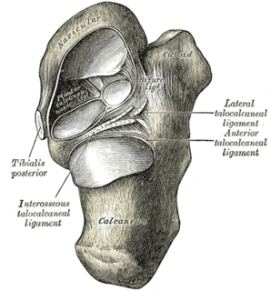 Talocalcaneonavicular joint