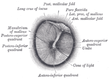 Otoscopie L'oto-rhino-laryngologiste Regarde à Travers L'otoscope