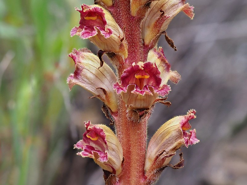 File:Greater Broomrape (Orobanche rapum genistae), Ribeiro do Mosteiro, Portugal (47681686331).jpg