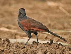 Greater Coucal (Centropus sinensis) - Immature at Hodal Iws IMG 1208.jpg