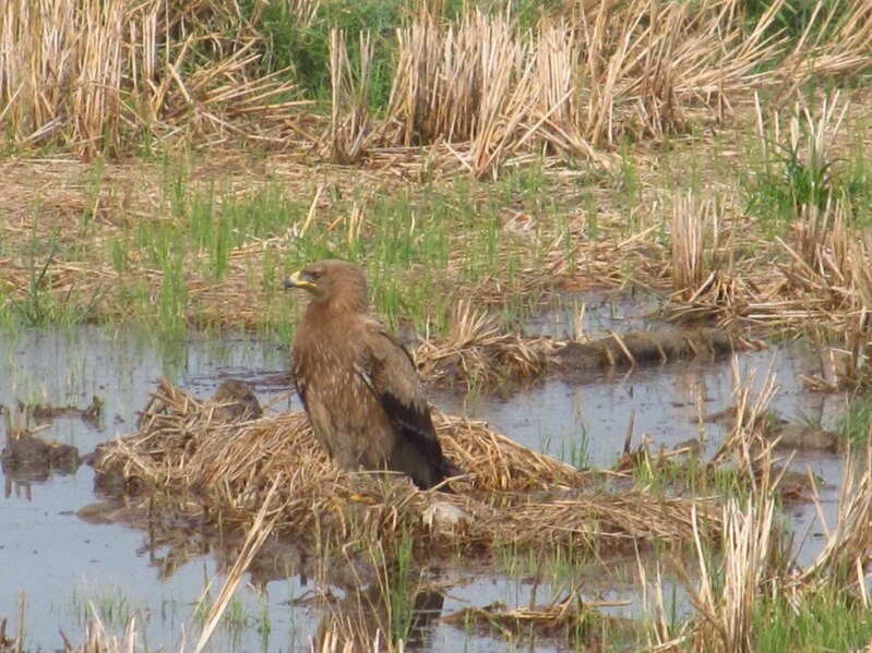 File:Greater spotted Eagle Karumadi.jpg