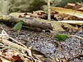 Thumbnail for Green-faced parrotfinch