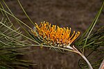 Thumbnail for Grevillea pteridifolia