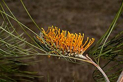 Grevillea pteridifolia.jpg