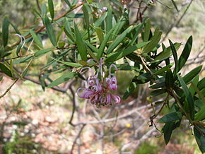 Descrizione dell'immagine Grevillea sericea 2.jpg.