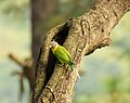 * Nomination Grey-headed parakeet. --ADARSHluck 16:44, 27 October 2021 (UTC) * Decline  Oppose Quite noisy --C messier 14:18, 5 November 2021 (UTC)