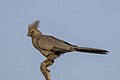 * Nomination Grey go-away-bird (Corythaixoides concolor) --Charlesjsharp 10:23, 14 July 2024 (UTC) * Promotion  Support Good quality. --Basile Morin 03:07, 15 July 2024 (UTC)