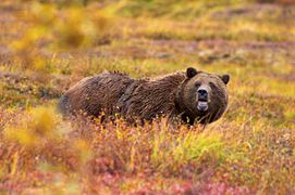Un grizzli, en Alaska