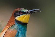 European bee-eater (Merops apiaster) at Ichkeul national park (El Golli Mohamed)