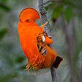 Male; Presidente Figueiredo, Amazonas, Brazil