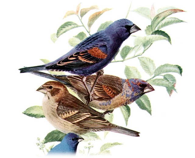 The differences in plumage of a blue grosbeak, from top to bottom, between a breeding male (alternate plumage), a non-breeding male (basic plumage), a