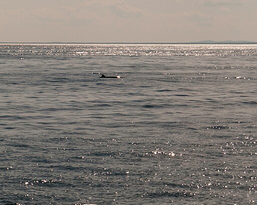 Gulf of maine whale watching 08.07.2012 22-29-31