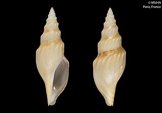 <i>Gymnobela procera</i> Species of gastropod