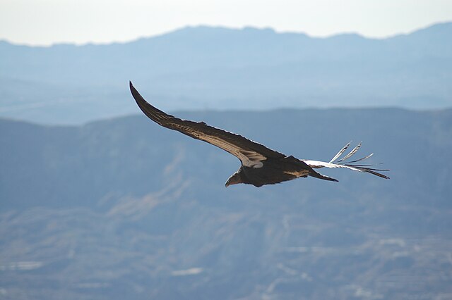 California condor soaring over Los Padres National Forest