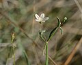 Miniatura para Gypsophila capillaris