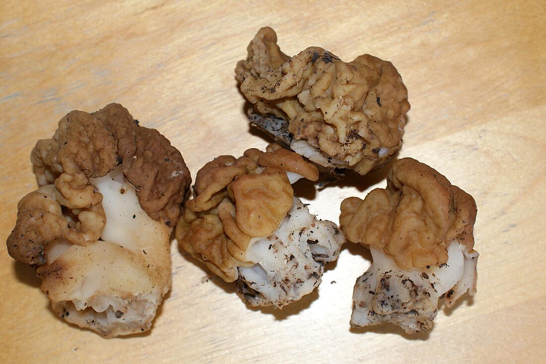 Gyromitra gigas