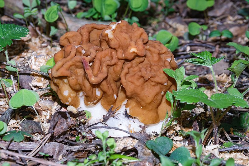 File:Gyromitra gigas (26643243970).jpg