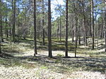 Skog karakteristisk för Karlö.