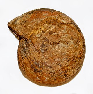 <i>Halorites</i> Genus of molluscs (fossil)