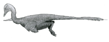 Halszkaraptor, a halszkaraptorine Halszkaraptor reconstruction by Tom Parker.png