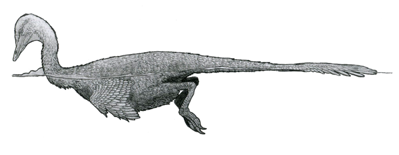 File:Halszkaraptor reconstruction by Tom Parker.png