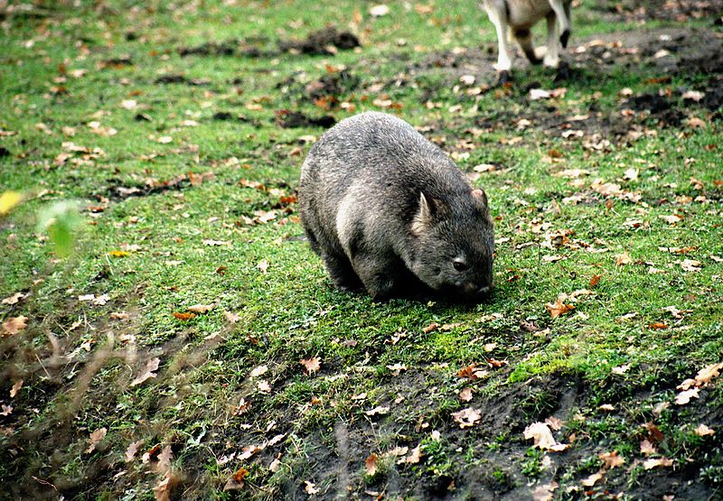 File:Hannover, Zoo, Wombat.jpg