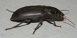 Harpalus caliginosus