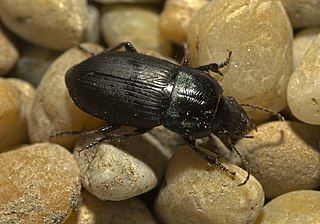 <i>Harpalus dimidiatus</i> Species of beetle