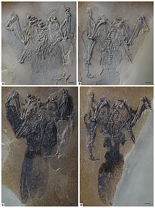 <span class="mw-page-title-main">Archaeotrogonidae</span> Extinct family of birds