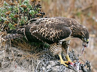 Voles are often caught by red-tails, especially immature hawks such as this may depend almost fully upon them. Hawk eating prey edit.jpg