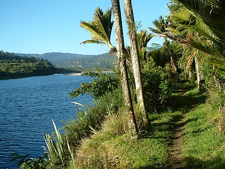 Palmier Nikau dans son habitat naturel : Ile Sud de la Nouvelle-Zélande