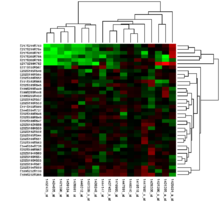 Gene expression values from microarray experiments can be represented as heat maps to visualize the result of data analysis. Heatmap.png