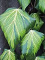 Hedera colchica Sulphur Heart