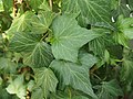 Hedera helix 'New Ripples'