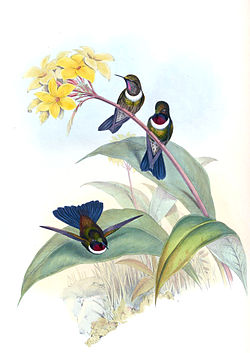 Painting by John Gould Heliangelus strophianus.jpg