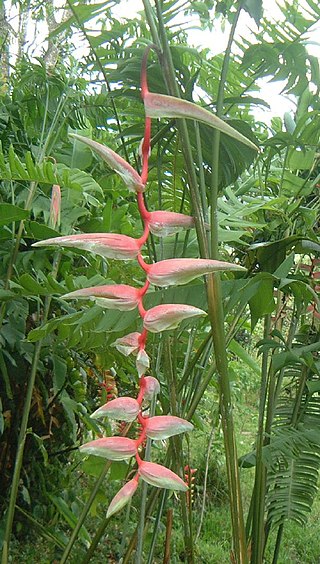 <i>Heliconia chartacea</i> Species of plant