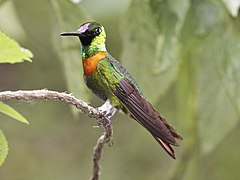 Heliodoxa aurescens -u Amazonia Lodge, Národní park Manu, Peru-8.jpg