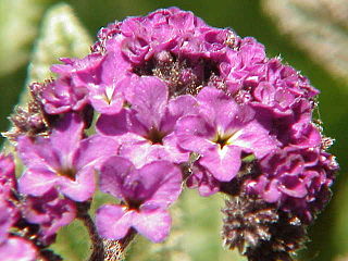 Fortune Salaire Mensuel de Heliotrope Couleur Combien gagne t il d argent ? 1 000,00 euros mensuels