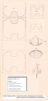 Hemiaulus hostilis (d'après Peder Heiberg 1863)