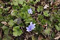 Hepatica