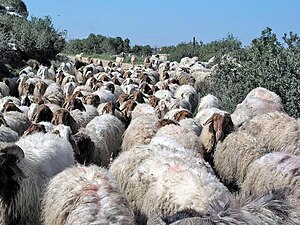 Herd of sheep in Lachish.jpg