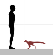 Size comparison of Hesperornithoides