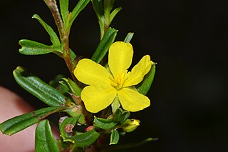 <i>Hibbertia racemosa</i> Species of flowering plant