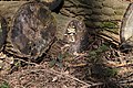 * Nomination Hildener Heide --Atamari 16:40, 3 April 2016 (UTC) * Decline Bracket fungus slightly over-exposed. --SAplants 13:21, 7 April 2016 (UTC)